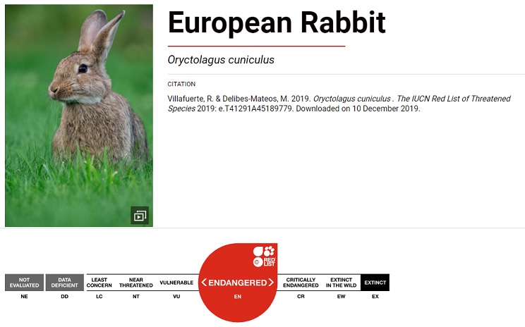 Declaran Al Conejo Especie En Peligro De Extincion Federacion De Caza De Castilla Y Leon Son especies excavadoras y se encuentran amenazadas por los cultivos que se … federacion de caza de castilla y leon