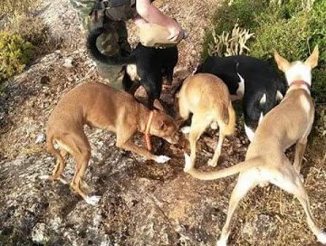 Federación de Caza de Castilla y León