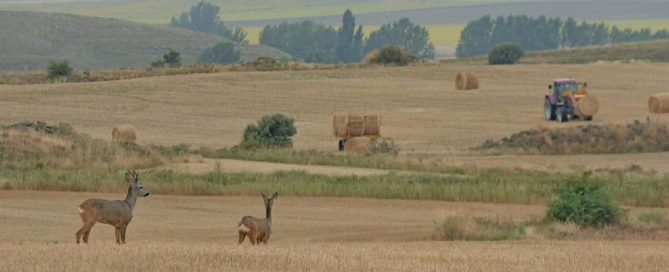 Federación de Caza de Castilla y León