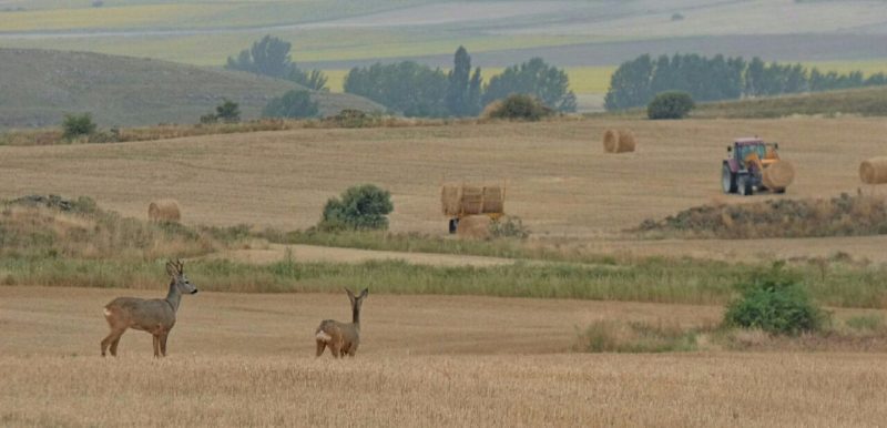 Federación de Caza de Castilla y León