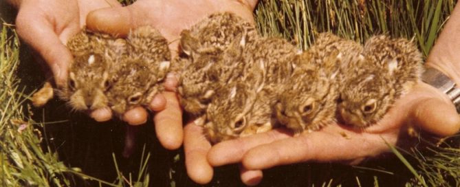 Federación de Caza de Castilla y León