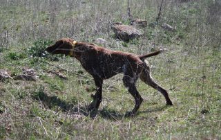 Federación de Caza de Castilla y León