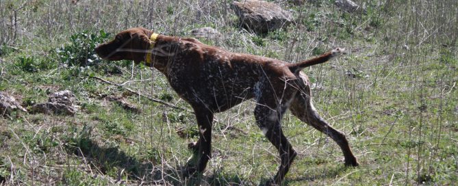 Federación de Caza de Castilla y León