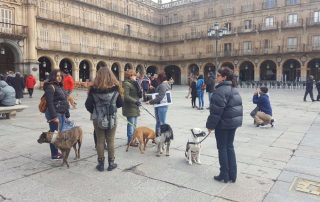 Federación de Caza de Castilla y León