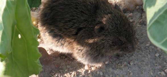 Federación de Caza de Castilla y León