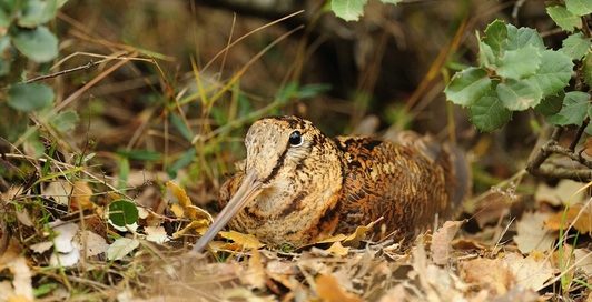 Federación de Caza de Castilla y León
