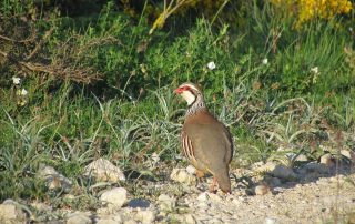 Federación de Caza de Castilla y León