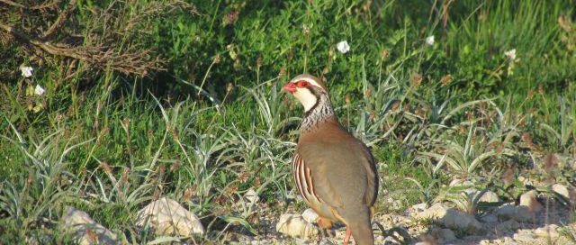 Federación de Caza de Castilla y León