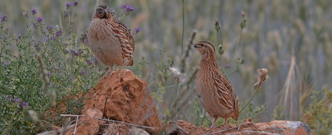 Federación de caza de castilla y León