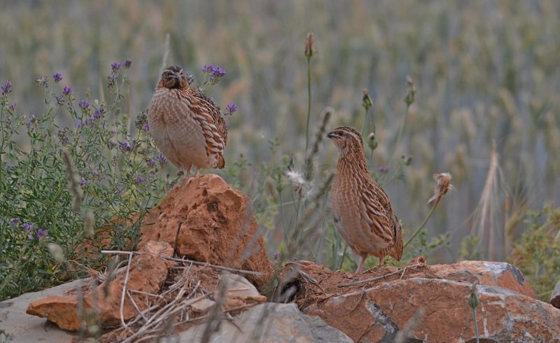 Federación de caza de castilla y León
