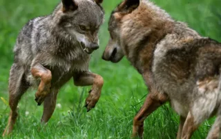 Desestiman de forma definitiva la suspensión de caza de lobos en Cantabria que pedía Ascel
