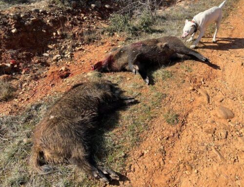 Prolongación de campaña
