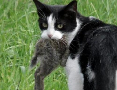 El gato doméstico, responsable del 25% de las extinciones de aves en todo el mundo: es uno de los depredadores más dañinos del planeta