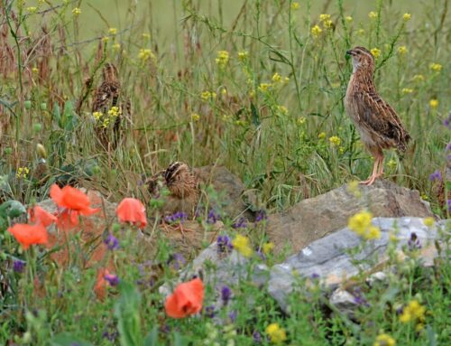 Las federaciones de caza logran el respaldo de varias comunidades autónomas para exigir al Gobierno una posición firme en defensa de la caza de la codorniz