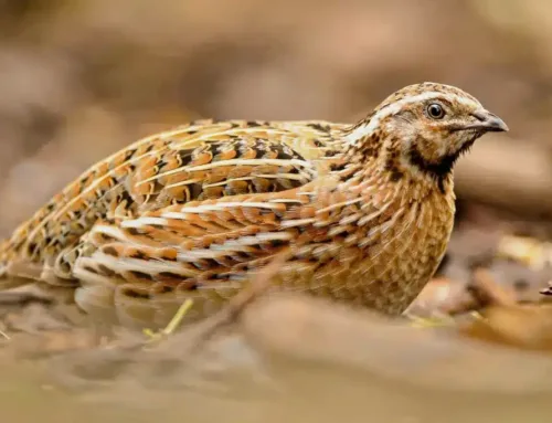 La caza de la codorniz se juega su futuro en un foro nacional decisivo en Valladolid (revista jara y sedal)