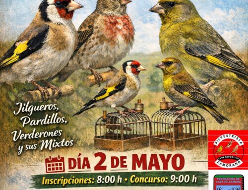 I Concurso Silvestrista, libre y social