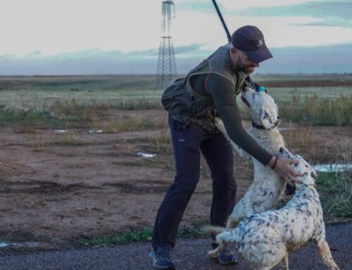 Alerta en León por una oleada de robos de perros de caza en varias localidades de León