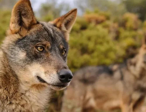 Indemnizaciones que no cubren la mitad de las pérdidas y que no llegan: «El lobo nos va a arrasar»