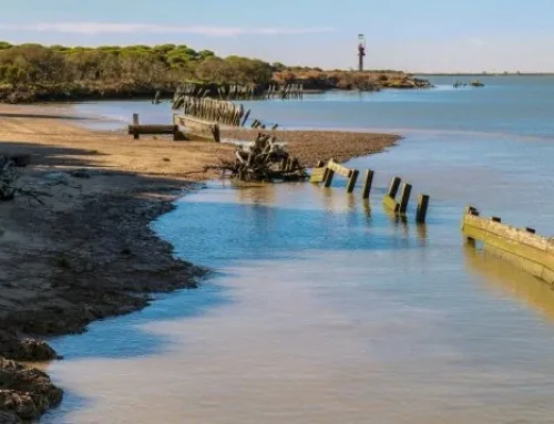 Nadie lo vio venir excepto los cazadores: los ecologistas prohíben la caza en Doñana y ahora los jabalíes arrasan con las aves protegidas