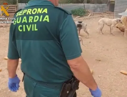 Investigan a una protectora de Villanubla por robar dos galgos