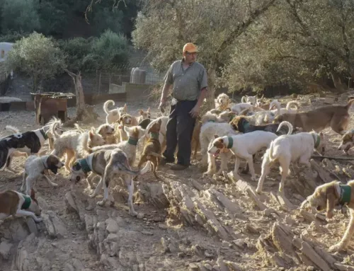 ¿Protección animal o amenaza para la caza? El debate que abre en Extremadura la nueva norma europea sobre perros y gatos