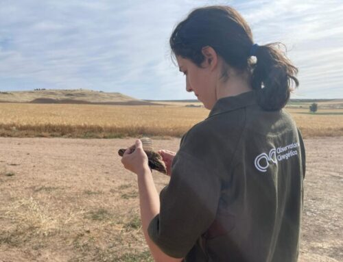 Cazadores de seis países logran realizar el primer censo simultáneo europeo de codorniz de la historia