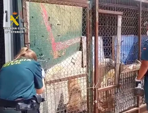 Investigado por maltratar a los perros que acogía en una falsa protectora de animales