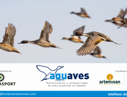 AQUAVES ARRANCA PARA CONVERTIR EL CONOCIMIENTO DE LOS CAZADORES EN DATOS CIENTÍFICOS PARA LA CONSERVACIÓN DE LAS AVES ACUÁTICAS