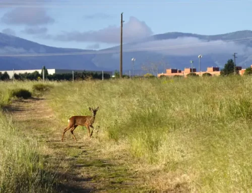 La sequía complica la caza mayor y las primeras monterías en Segovia