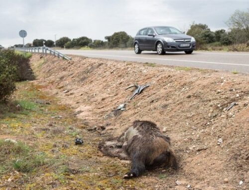 Castilla y León duplica los accidentes de tráfico por animales silvestres