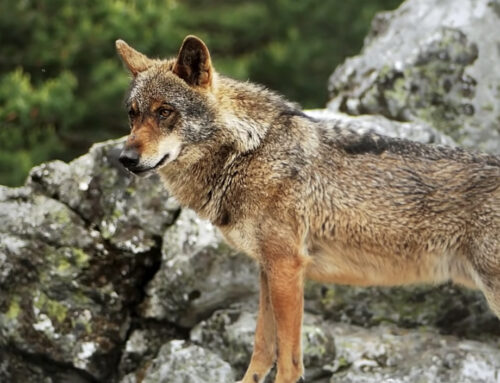 Fundación Artemisan se persona en los tribunales para defender el plan de control del lobo en Asturias y frenar su paralización cautelar